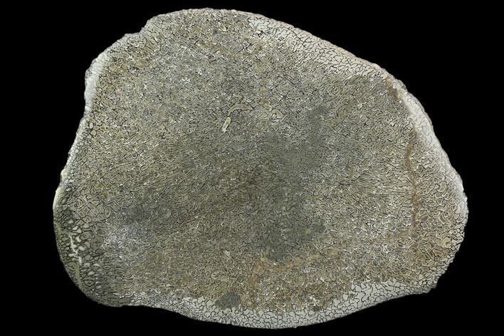 Pyritized, Polished Iguanodon Bone - Isle Of Wight #129262
